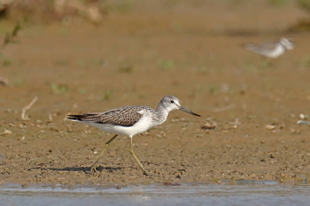 istock Common Greenshank - Chevalier aboyeur (Tringa nebularia). 2182320742