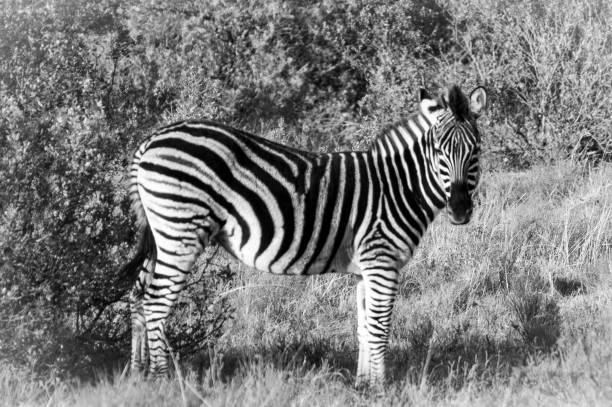 Burchell's zebra in a South African Game Reserve.