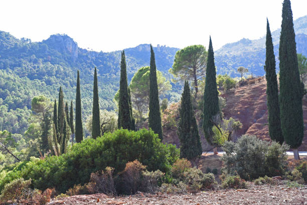 istock Cypress trees in the Sierra de Cazorla region (Spain) 2182320981