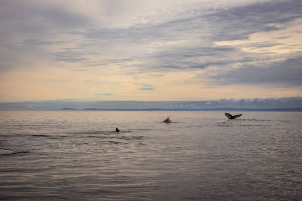 istock Tadoussac humpback whale on Saint-Laurent 2182321719