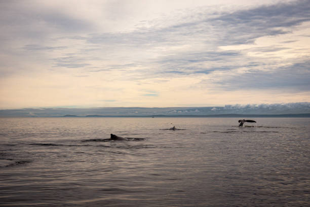istock Tadoussac humpback whale on Saint-Laurent 2182321723