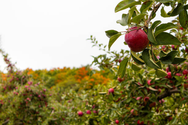 Red apples hang on tree branches.