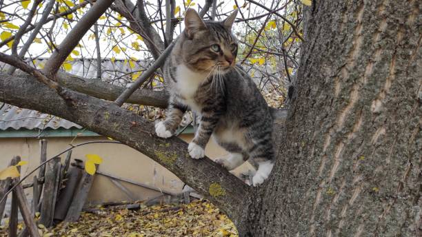 istock A tabby cat climbs a tree in autumn, preparing to jump 2182323269