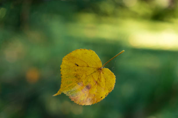 Yellow leaf entangled in a thin web against the backdrop of a sunny autumn forest.