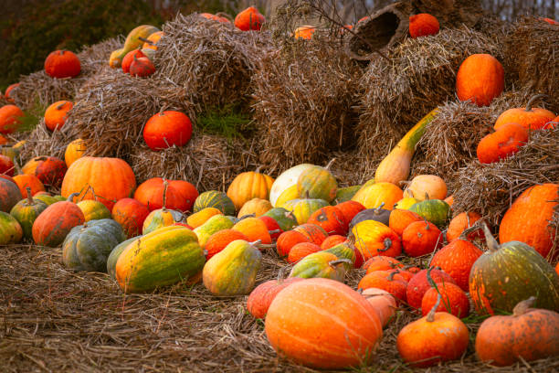 istock Fall festival: decorative pumpkin display. Pumpkin patch paradise: Nature's halloween decoration. Colorful pumpkins on rustic hay bales. 2182324508