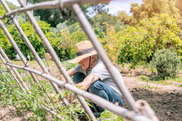istock Gardener Tending Plants in Sunny Garden 2182325192