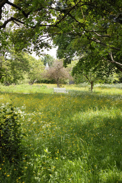 Wildflower field in the Golders Hill Park Golders Hill Park is a formal park in Golders Green, London. It is managed by the City of London Corporation as part of the parkland and commons in and near Hampstead Heath, and is part of the Hampstead Heath Site of Metropolitan Importance for Nature Conservation. golders green stock pictures, royalty-free photos & images