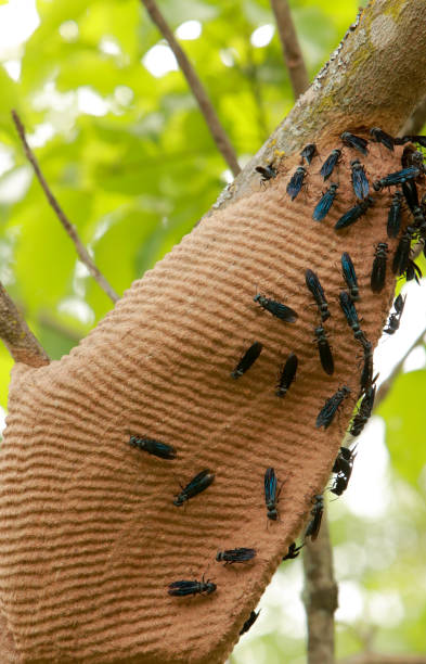 istock Black Wasps or Mud Dauber swarming around their nest or colony 2182327775