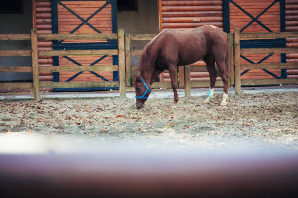 Beautiful Brown Horse with Blue Halter in Rustic Paddock