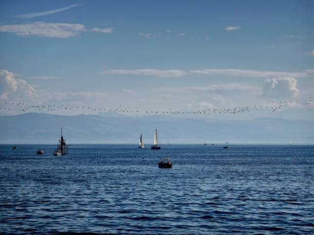 Lake Bodensee with several boats and migration birds. Captured on a sunny day during autum season.