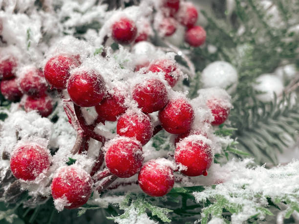 istock Spruce branch in snow and rowan berries close-up 2182330600