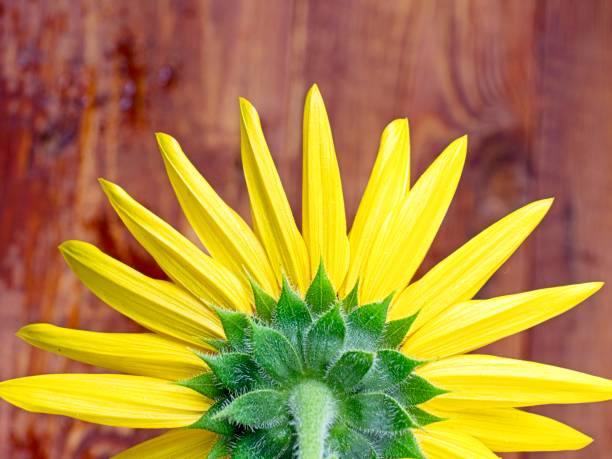 A close up photo of the back side of a yellow sunflower in a studio setting.