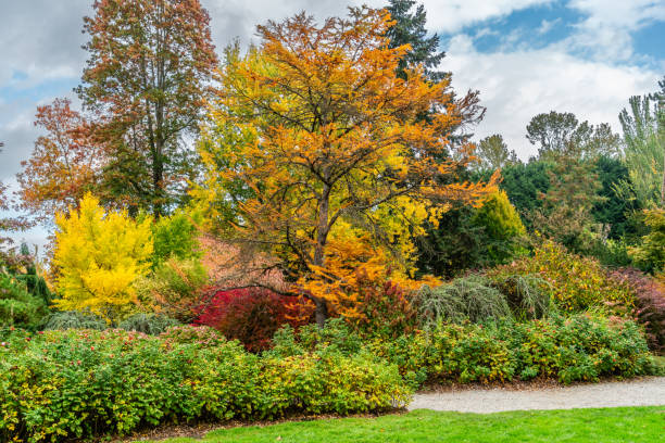 istock Kubota Gardens Fall Landsscape 6 2182330930
