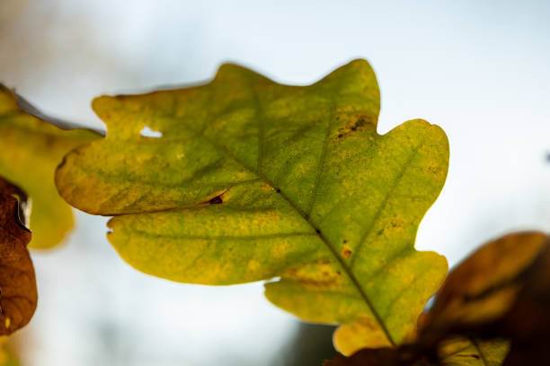 istock Autumn's Young Guardians: Golden Light Through Fresh-Turned Leaves 2182331912