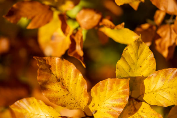 istock Autumn's Young Guardians: Golden Light Through Fresh-Turned Leaves 2182331968