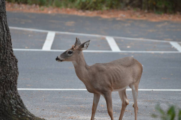 istock Young buck in fall standing with head up in campground 2182332128
