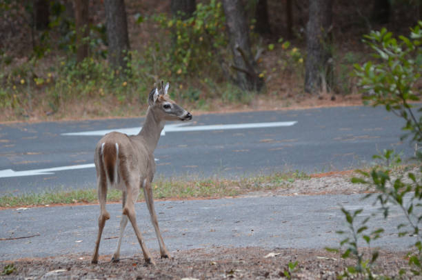 istock Young buck in fall standing with head up in campground 2182332141