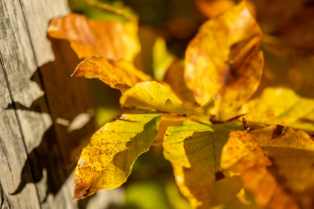 Young trees hold their autumn jewels at eye level, each transformed leaf catching sunlight like stained glass. Fresh maples and birches display their vibrant palette of crimson, amber, and gold in nature's intimate gallery.
