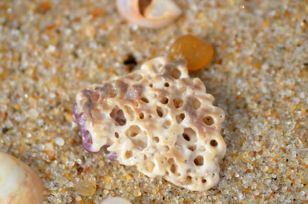 istock Sea shells and tumbled rocks on sandy beach close up 2182332188