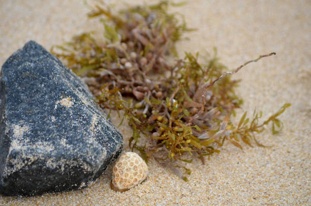 Narrowleaf Sargasso with granite rock and coral on beach