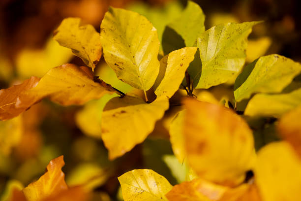 Young trees hold their autumn jewels at eye level, each transformed leaf catching sunlight like stained glass. Fresh maples and birches display their vibrant palette of crimson, amber, and gold in nature's intimate gallery.