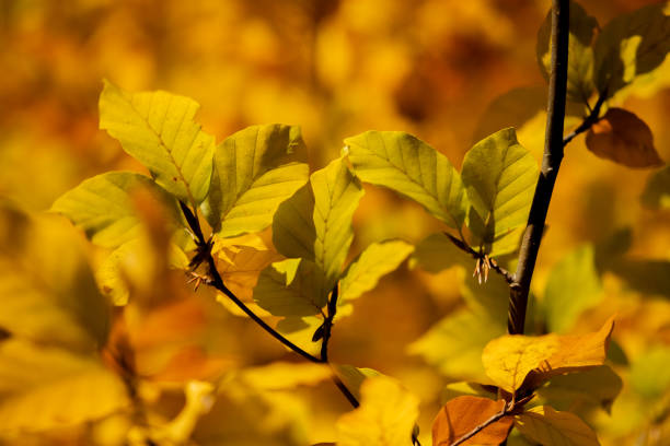 bright colours in the nature during fall