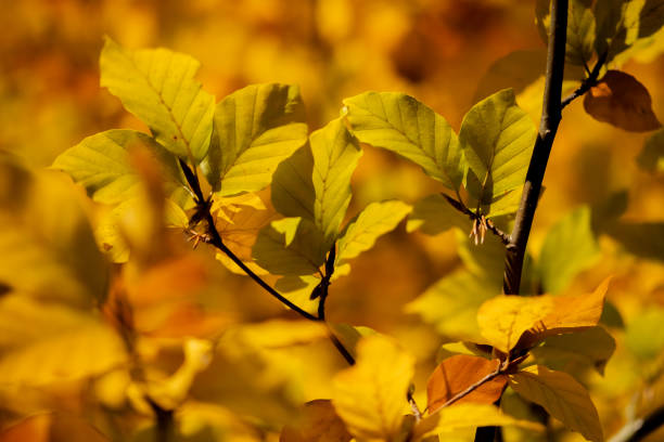 Young trees hold their autumn jewels at eye level, each transformed leaf catching sunlight like stained glass. Fresh maples and birches display their vibrant palette of crimson, amber, and gold in nature's intimate gallery.