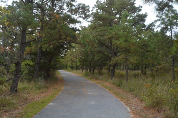 istock Paved path through woods with evergreen trees and sandy beach forest 2182332604