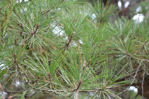 istock Close up of evergreen branches texture 2182332706