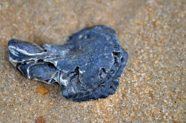 Dark blue mussel or oyster sea shell on sandy ocean beach close up