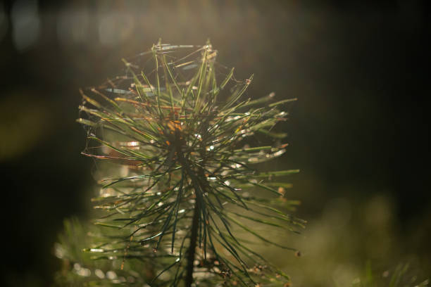 Sunlight pierces through delicate needles of a young pine's crown, creating a sparkling halo. Each green needle glows like crystal in the golden morning rays.