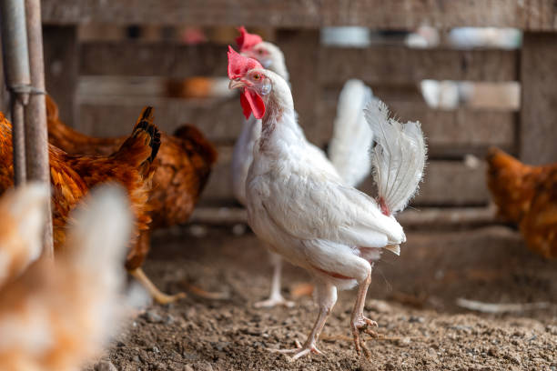 istock white and brown hens and a black rooster in a chicken coop 2182333177