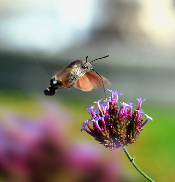 istock Hummingbird Hawk Moth flies around the flower head, beautiful butterfly 2182334082