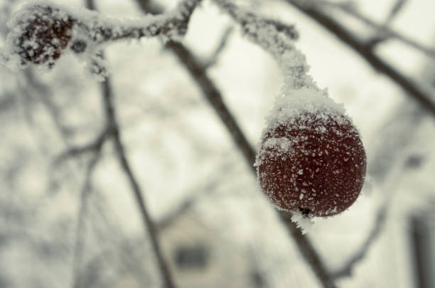 Winter Apple Hanging on Apple Tree Covered With Snow. Close Up.