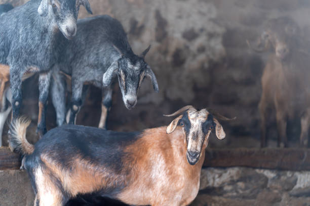 istock brown and gray goats in a stable. close up 2182335154