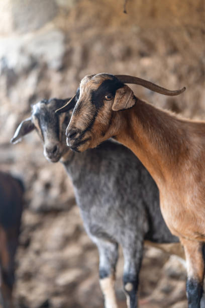 istock brown and gray goats in a stable. close up 2182335175