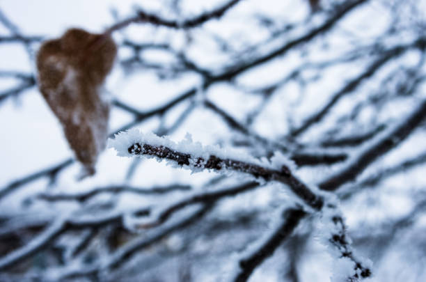 Frost sparkles on tree branches, frost creates icy patterns, and snow cover gives nature a winter wonderland.