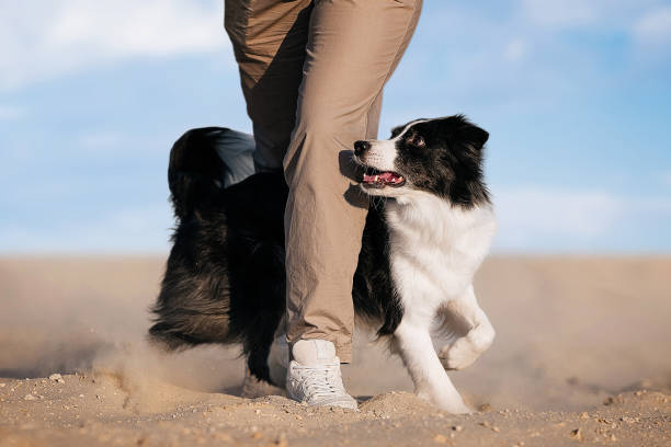 istock Black and white border collie performs a trick while walking on the beach. 2182335998