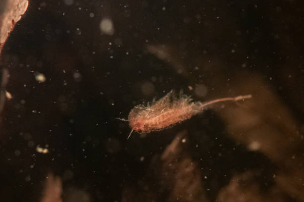 istock Fairy shrimp swimming in vernal pool 2182336393