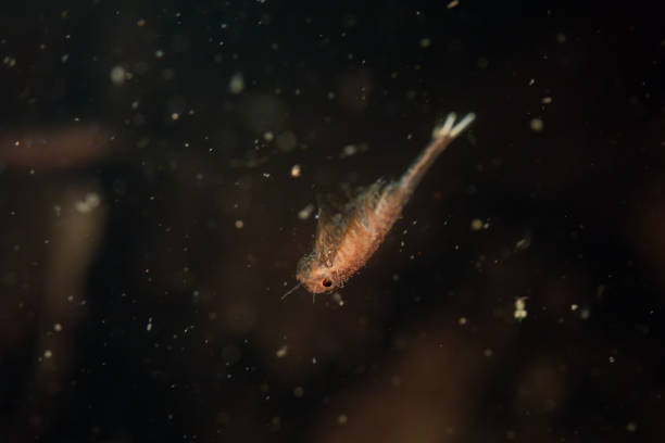 istock Fairy shrimp swimming in vernal pool 2182336507