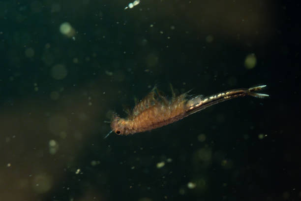 istock Fairy shrimp swimming in vernal pool 2182336849