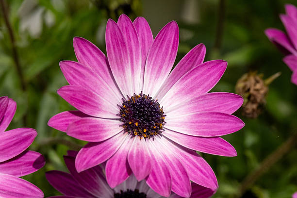istock purple daisy in the park on the grass 2182336876