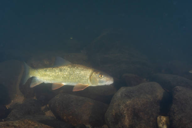 istock Black redhorse swimming over a rocky river 2182336937