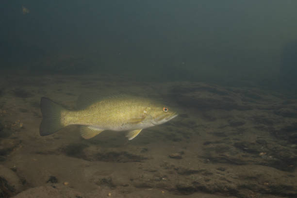 istock Smallmouth bass swimming on river floor 2182337010