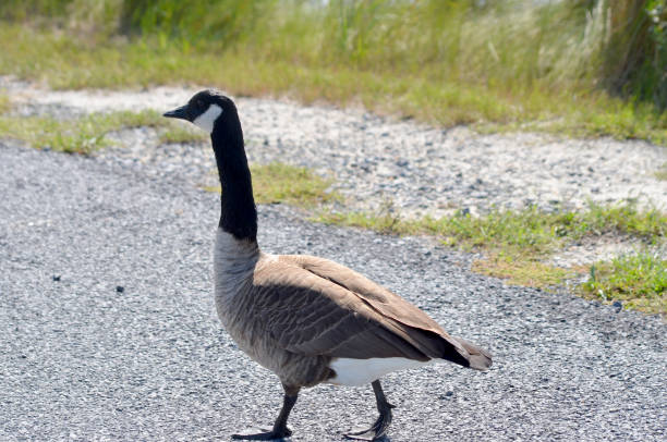 istock Canada Goose walking down the road 2182337070