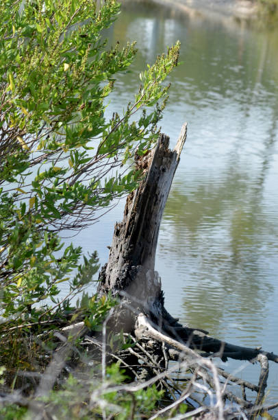 Decaying tree stump by the waters edge in summer