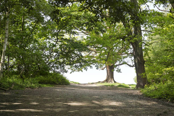 Hampstead Heath is an ancient heath in London, spanning 320 hectares (790 acres). This grassy public space sits astride a sandy ridge, one of the highest points in London, running from Hampstead to Highgate, which rests on a band of London Clay.