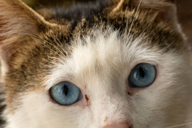Blue-eyed Siamese cat sitting near the window of the house and watching outside. Shot with high megapixel dslr camera, Canon 5DSR
