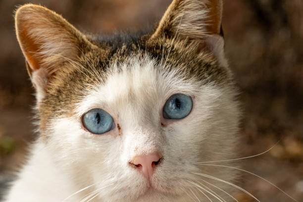cat, blue, blue eyes, Angora cat