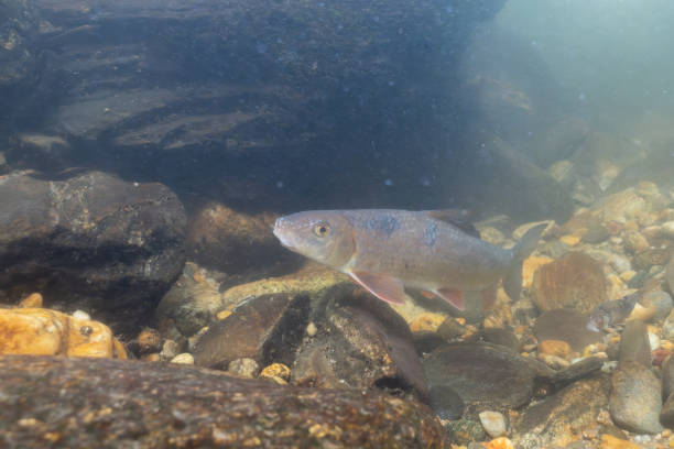istock Black redhorse swimming in a rocky river 2182337765